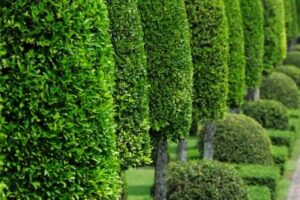 hedge and shrub maintenance