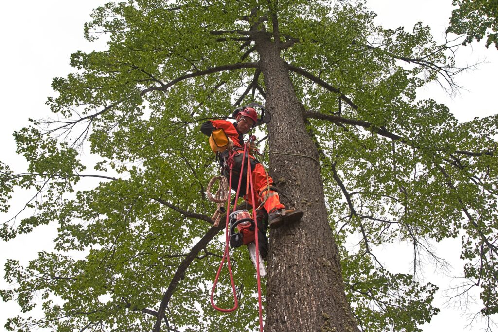 Tree Surgery