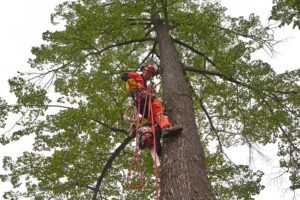 Tree Surgery